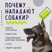 Правила безопасности при встрече с незнакомой собакой Правила безопасности при встрече с незнакомой собакой.